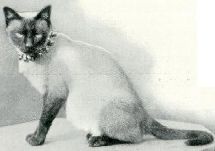 Cora, Siamese of 1898